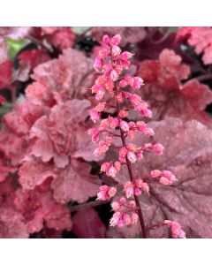 Coral Bells 'Mahogany Mon' 1G