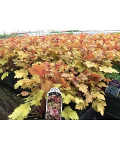 Coral Bells 'Marmalade' 1G