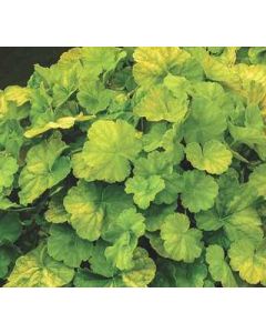 Coral Bells 'Lime' 1G