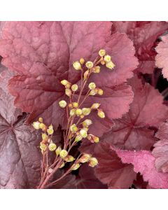Coral Bells 'Red' 1G