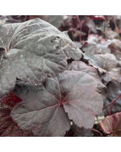Coral Bells 'Obsidian' 1G