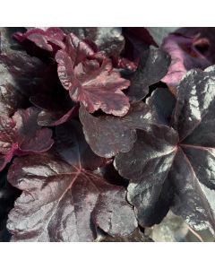 Coral Bells 'Obsidian' 1G