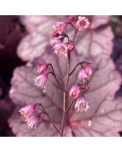 Coral Bells 'Pink Panther' 1G