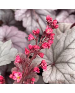Coral Bells 'Silver Gumdrop' 1