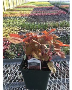 Foamy Bells 'Pumpkin Spice' 1G