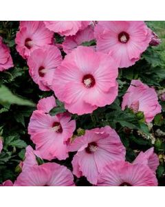 Rose Mallow 'Airbrush' 1G