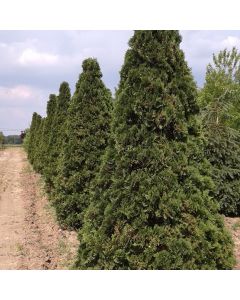 Holmstrup Cedar