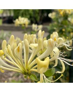Scentsation Honeysuckle