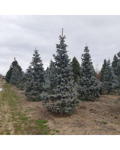 Hoopsi Blue Spruce