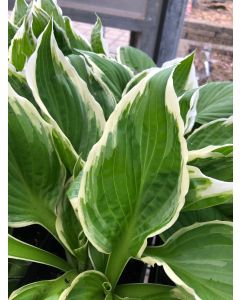Hosta 'Albo Marginata' 1G