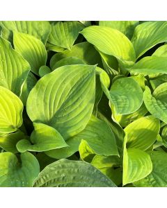Hosta 'August Moon' 1G