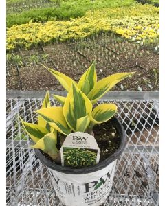 Hosta 'Autumn Frost' 1G