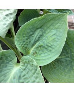 Hosta 'Big Daddy' 1G