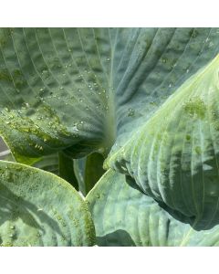 Hosta 'Blue Angel' 1G