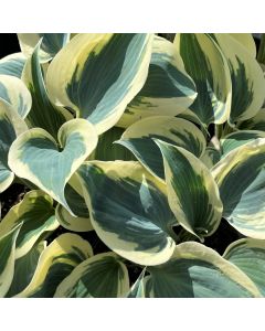 Hosta 'Blue Ivory' 1G