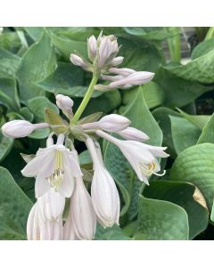 Hosta 'Blue Mammoth' 1G