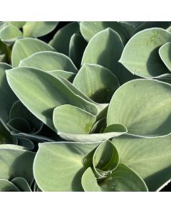 Hosta 'Blue Mouse Ears' 1G