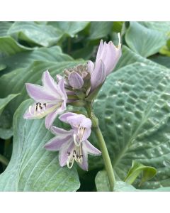 Hosta 'Blueberry Muffin' 1G