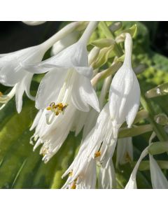 Hosta 'Brother Stefan' 1G