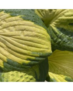 Hosta 'Captain Kirk' 1G