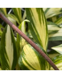 Hosta 'Cherry Berry' 1G