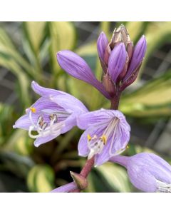 Hosta 'Cherry Berry' 1G