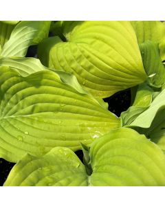 Hosta 'Coast to Coast' 1G