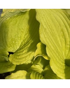 Hosta 'Dancing Queen' 1G