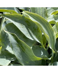 Hosta 'Dancing with Dragon' 1G