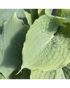 Hosta 'Diamond Lake' 1G