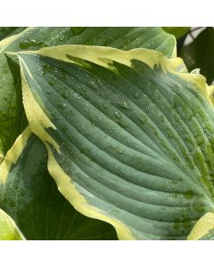 Hosta 'Drop Dead Gorgeous' 1G