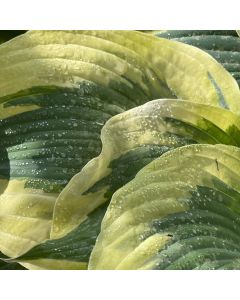 Hosta 'Earth Angel' 1G