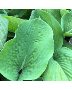 Hosta 'Elegans' 1G