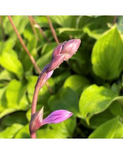 Hosta 'Fire Island' 1G