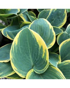 Hosta 'First Frost' 1G
