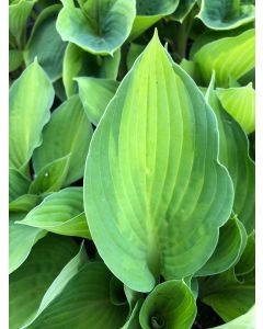 Hosta 'Gold Standard' 1G