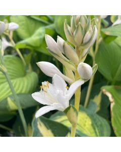 Hosta 'Great Expectations' 1G