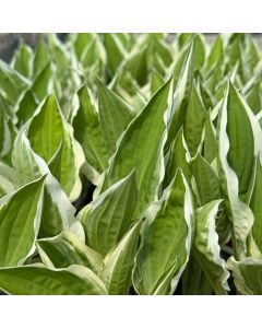 Hosta 'Ginko Craig' 1G