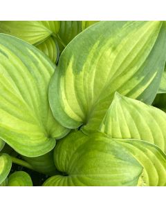 Hosta 'Guacamole' 1G