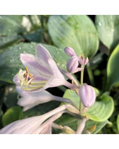Hosta 'Sunny Halcyon' 1G