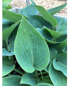 Hosta 'Halycon' 1G
