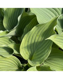 Hosta 'Komodo Dragon' 1G
