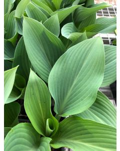 Hosta 'Krossa Regal' 1G