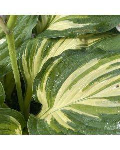 Hosta 'Lakeside Paisley' 1G