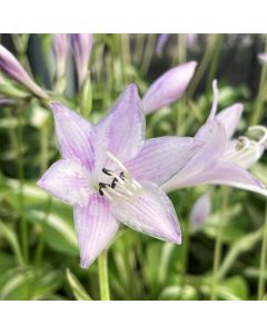 Hosta 'Medio Picta' 1G