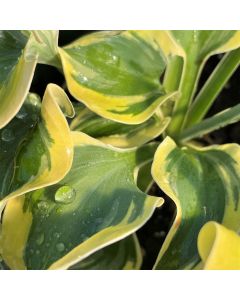 Hosta 'Mini Skirt' 1G