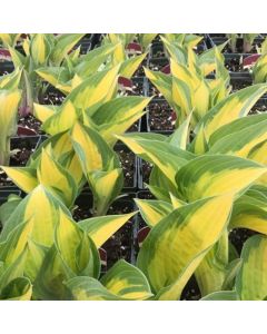 Hosta 'Orange Marmalade' 1G