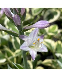 Hosta 'Patriot' 1G