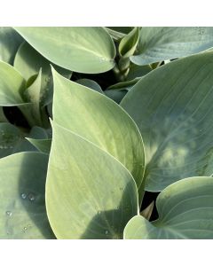 Hosta 'Prairie Sky' 1G