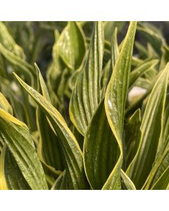 Hosta 'Praying Hands' 1G